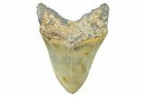Serrated, Fossil Megalodon Tooth - North Carolina #371656-2